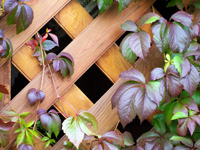 How to enhance your garden with Trellis Panels