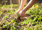 Top Tips for a Weed Free Garden