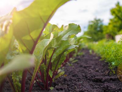 How to Prepare a Garden for Growing Vegetables