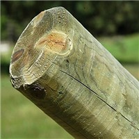 3.66m x 100mm Machined Round Stake Chamfered & Unpointed Treated Green