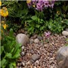 Scottish Pebbles -in-situ