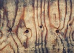 Plywood Flooring Can Be Cheap, Simple, and Beautiful
