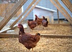 Tips to Help You Build Your Own Chicken Coop