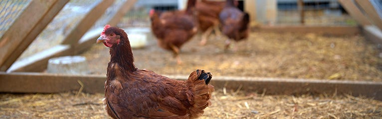 Tips to Help You Build Your Own Chicken Coop