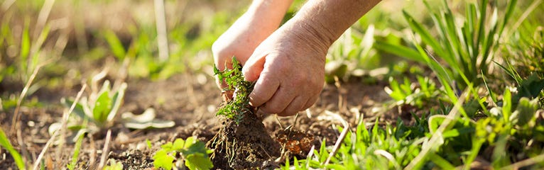 Top Tips for a Weed Free Garden