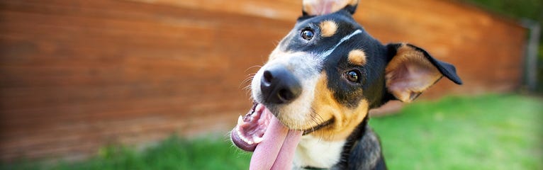 Dog Proofing Your Garden Fence