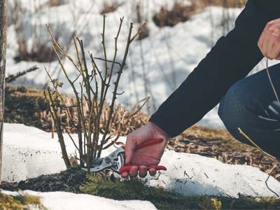 Gardening Jobs for the Winter - Our Top Jobs