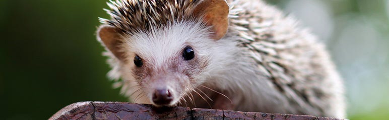 How to Make Your Garden Wildlife Friendly