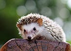 How to Make Your Garden Wildlife Friendly