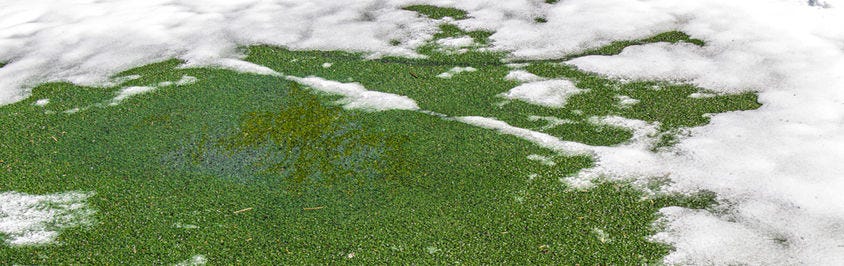 How To Care For Artificial Grass In Winter