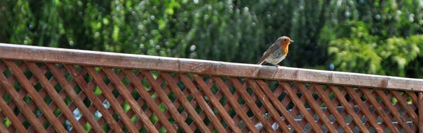 How to Install Trellis to a Fence or Wall