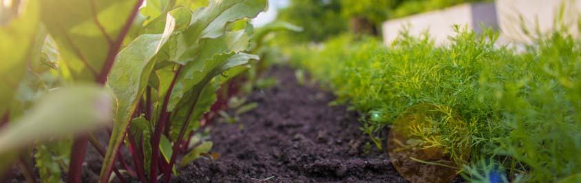 How to Prepare a Garden for Growing Vegetables