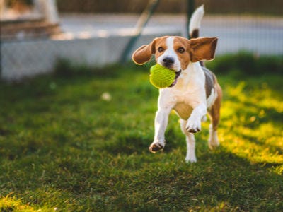 How To Create A Pet Friendly Garden 