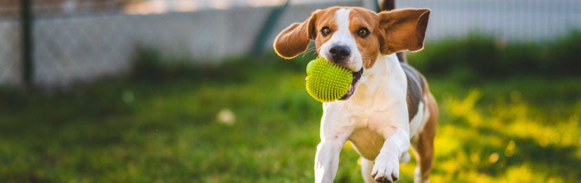 How To Create A Pet Friendly Garden 