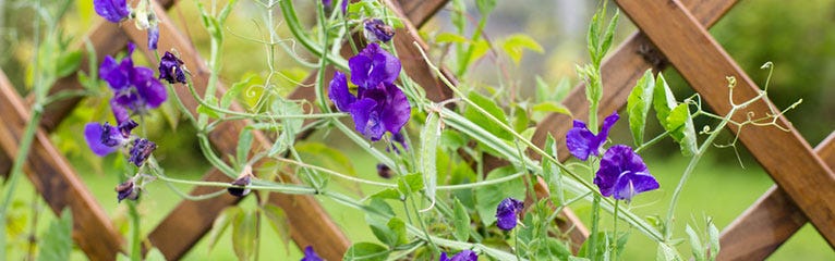 Our Basic Tips for Installing Trellis