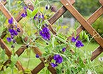 Our Basic Tips for Installing Trellis