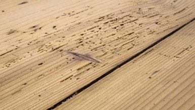 Woodworm Management